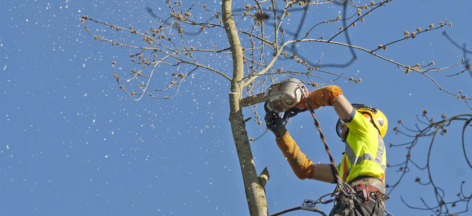 ABATTAGE D’ARBRE