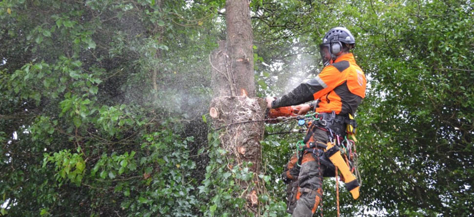 ABATTAGE D’ARBRE