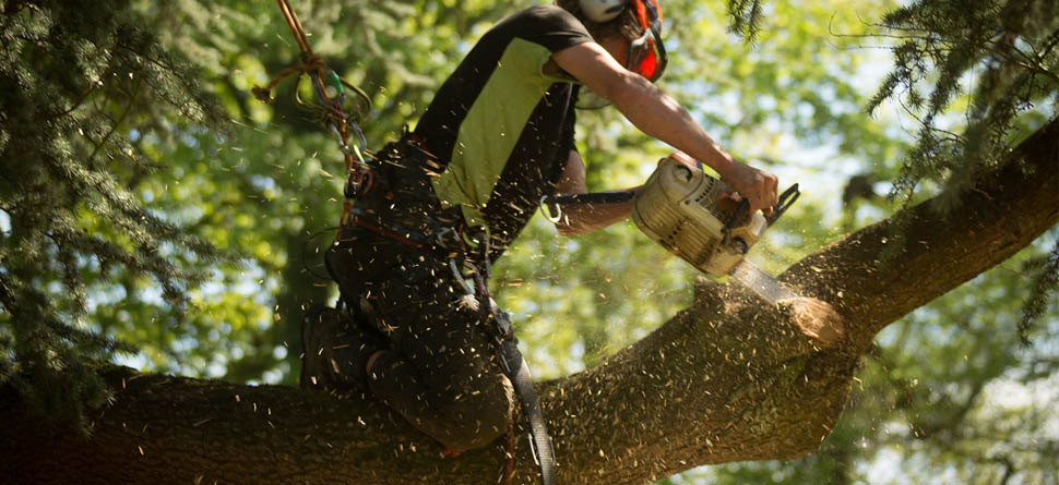 ABATTAGE D’ARBRE